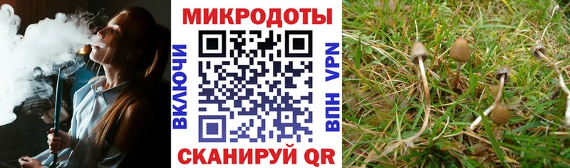 Псилоцибиновые грибы Cubensis Лесозаводск
